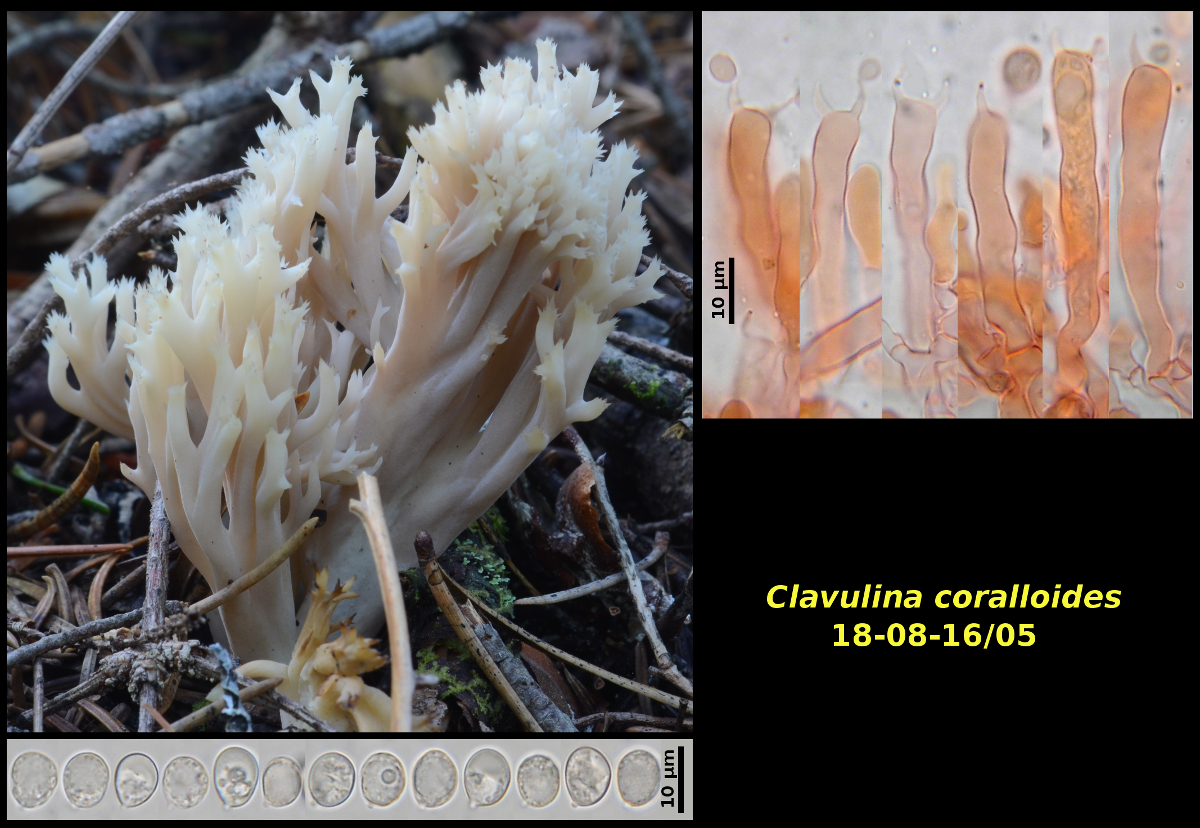 Picture of <i>Clavulina_coralloides</i>